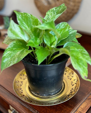 Vintage Metal Fruit Plant Tray