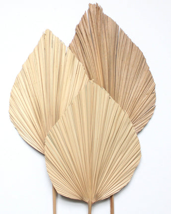 Natural Palm Fronds | 40"