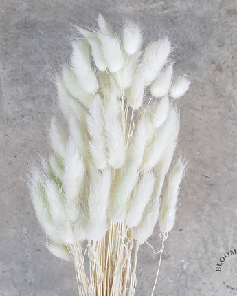 Preserved Bunny Tails Bundle